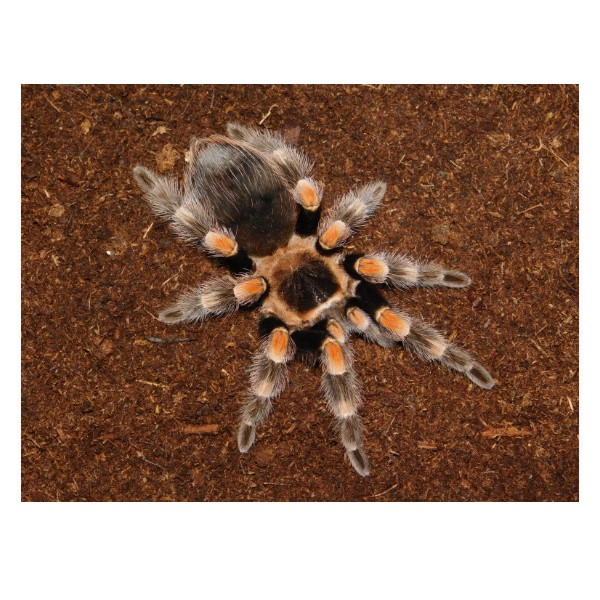 Puzzle velké s potiskem Brachypelma hamorii (ex.smithi)